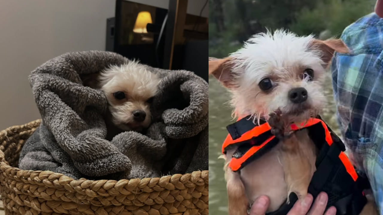 Resgatada de um passado brutal, cachorrinha ganha vida de princesa: “Ela ficou tão feliz”
