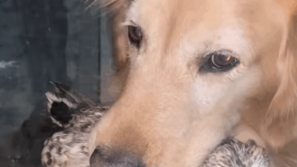 Jaja e Jojo: Golden retriever segura galinha com leveza na boca e a transporta por toda a casa
