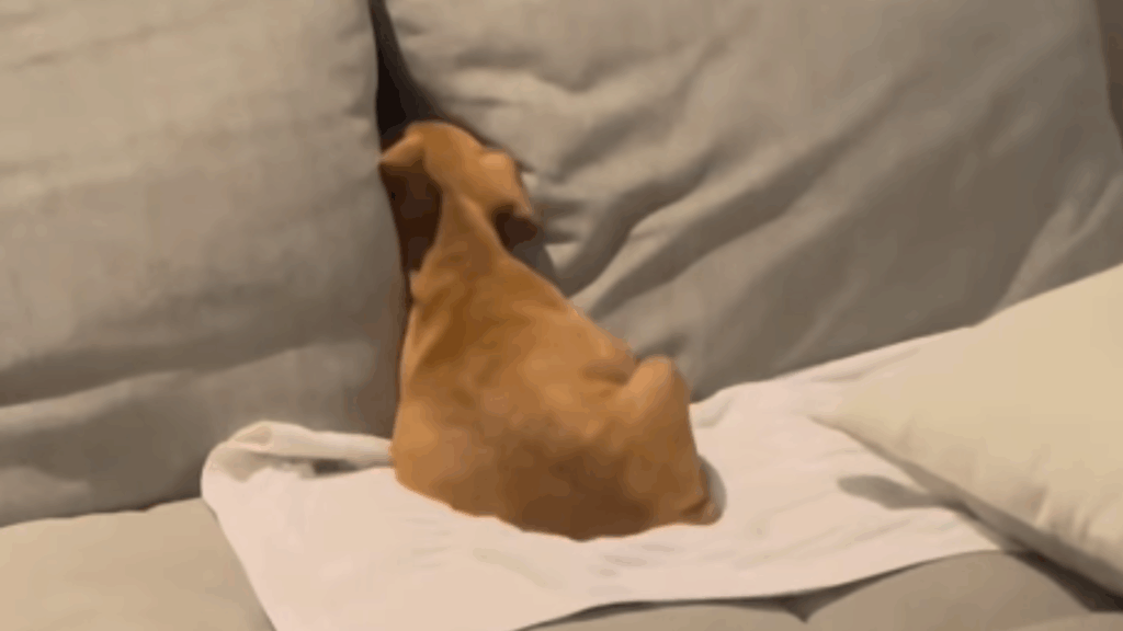 “Ele tem distorção de imagem”: cachorro de 40 kg acha que é filhote e diverte a web em Curitiba