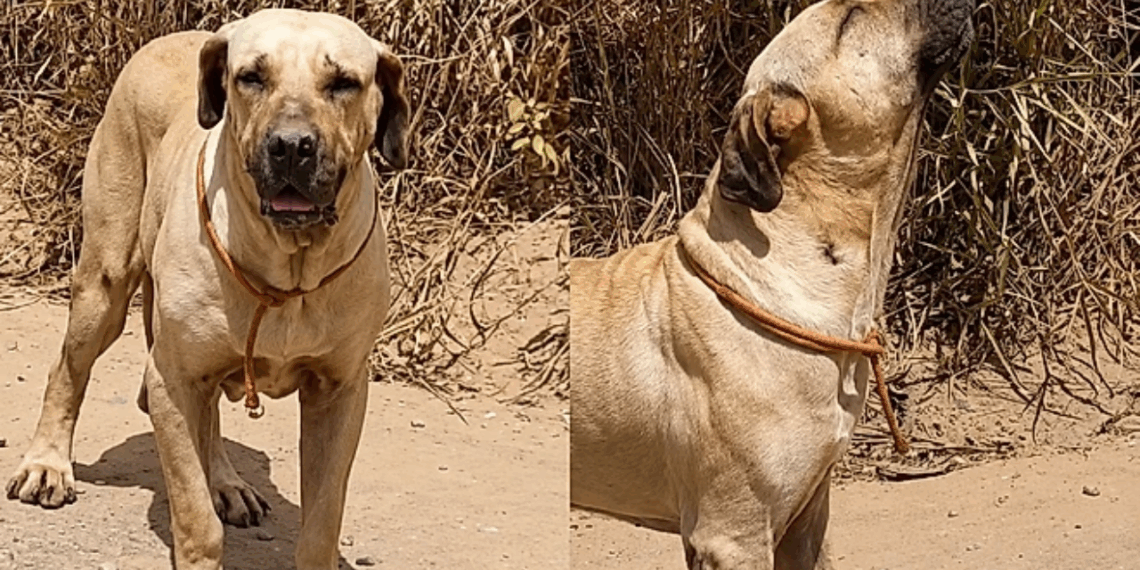 Por ser grande e idoso, ninguém notava cão de 60 kg que uivava há dias em estrada: “Implorava por ajuda”