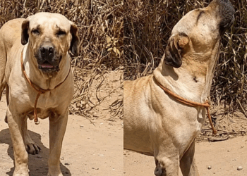 Por ser grande e idoso, ninguém notava cão de 60 kg que uivava há dias em estrada: “Implorava por ajuda”