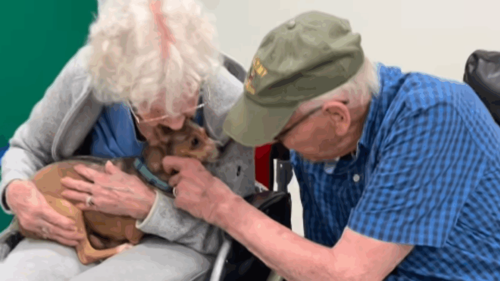 “Ela encontrou o colo certo”: cadelinha cega conhece senhora de 90 anos em feira de adoção e comove a internet