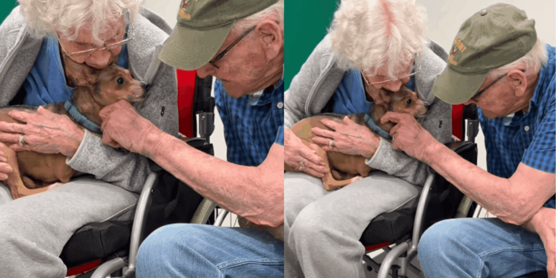 “Ela encontrou o colo certo”: cadelinha cega conhece senhora de 90 anos em feira de adoção e comove a internet