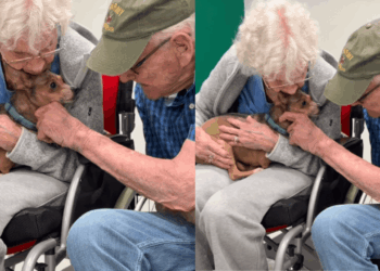 “Ela encontrou o colo certo”: cadelinha cega conhece senhora de 90 anos em feira de adoção e comove a internet