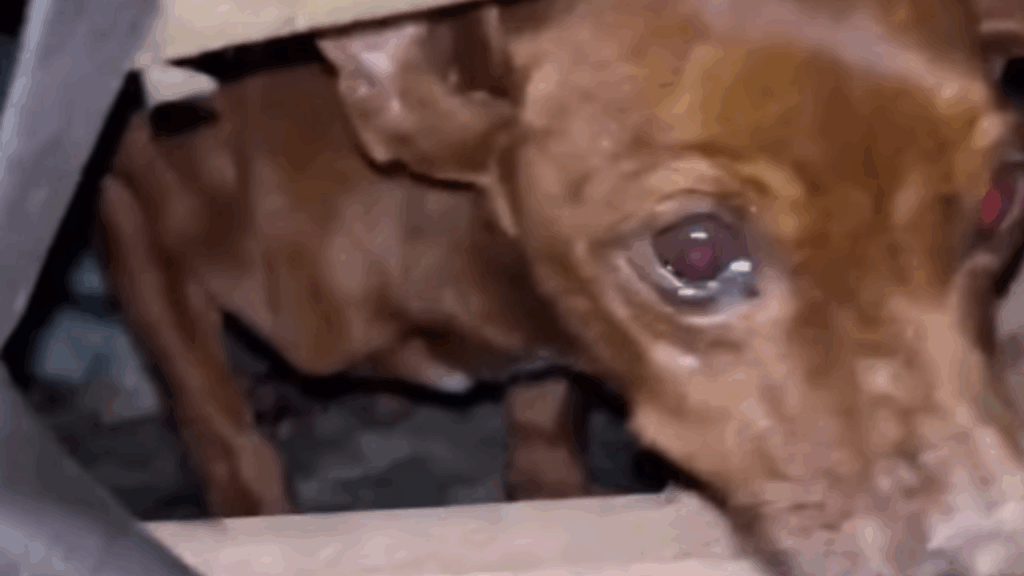 "É engraçado como um sofá pode significar coisas tão diferentes": cão idoso troca abandono no mato pelo colo da tutora