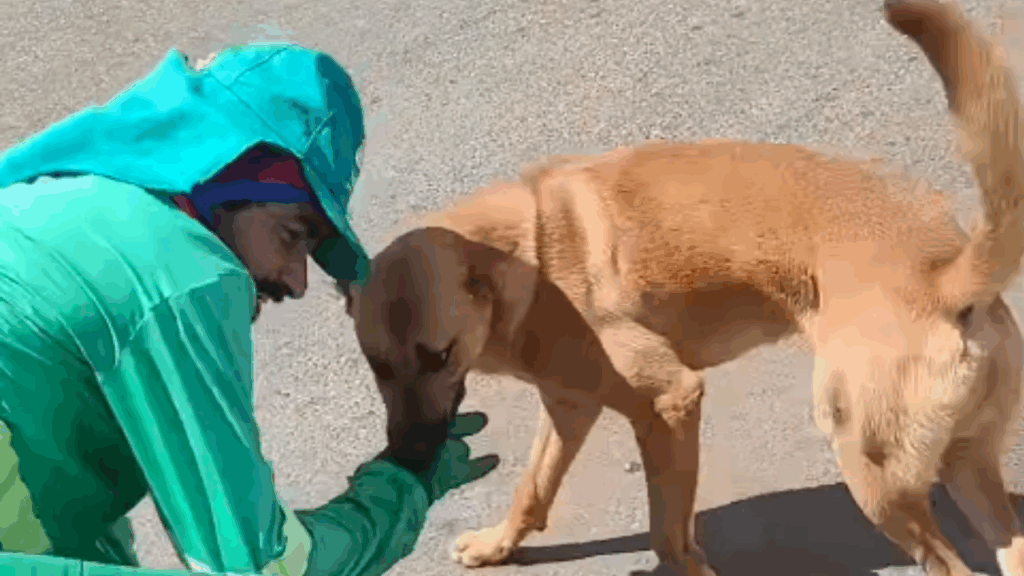 Conheça Mazzaropi, o cachorro "desajudante" de garis que está ficando famoso: "Se não pode ajudar, atrapalhe"