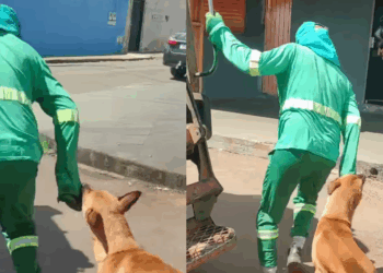Conheça Mazzaropi, o cachorro "desajudante" de garis que está ficando famoso: "Se não pode ajudar, atrapalhe"