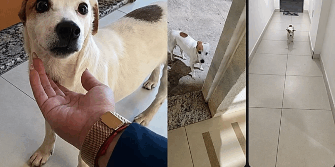 "Chego a gelar quando chega notificação": Mel, a cachorrinha fujona que virou a sensação do condomínio