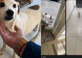 "Chego a gelar quando chega notificação": Mel, a cachorrinha fujona que virou a sensação do condomínio