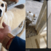 "Chego a gelar quando chega notificação": Mel, a cachorrinha fujona que virou a sensação do condomínio