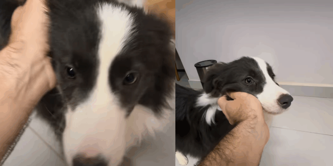 “Veio com defeito de fábrica”: Médico adota irmãs border collies e se espanta com preguiça de uma delas