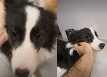 “Veio com defeito de fábrica”: Médico adota irmãs border collies e se espanta com preguiça de uma delas