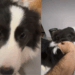 “Veio com defeito de fábrica”: Médico adota irmãs border collies e se espanta com preguiça de uma delas
