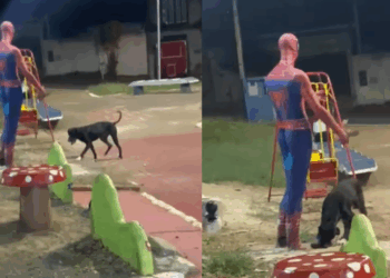 Cão é flagrado convidando estátua de pedra para brincar, até dono perceber o que estava faltando: "Ele queria um amigo"