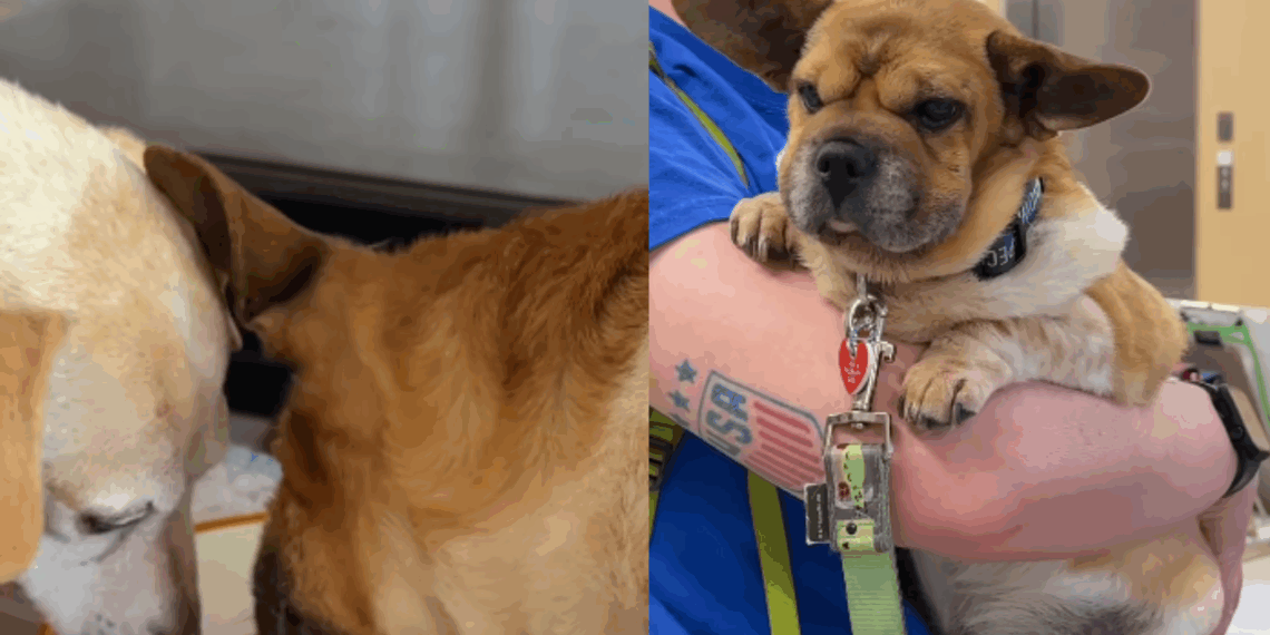 “Ele o reconheceu imediatamente”: A história do cão resgatado que hoje transforma vidas