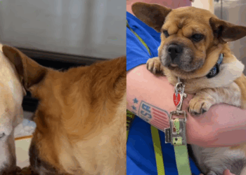 “Ele o reconheceu imediatamente”: A história do cão resgatado que hoje transforma vidas
