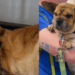 “Ele o reconheceu imediatamente”: A história do cão resgatado que hoje transforma vidas