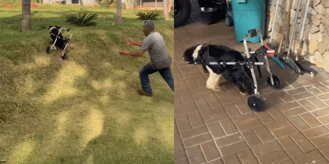 “Falaram sem limitações e ela entendeu sem limites”: A reação emocionante de cachorra ao usar cadeira de rodas pela primeira vez