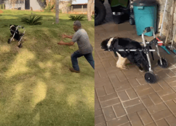 “Falaram sem limitações e ela entendeu sem limites”: A reação emocionante de cachorra ao usar cadeira de rodas pela primeira vez