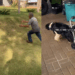 “Falaram sem limitações e ela entendeu sem limites”: A reação emocionante de cachorra ao usar cadeira de rodas pela primeira vez