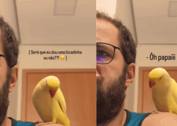 Passarinho carente não aceita ser ignorado e arma verdadeiro show para chamar atenção do tutor
