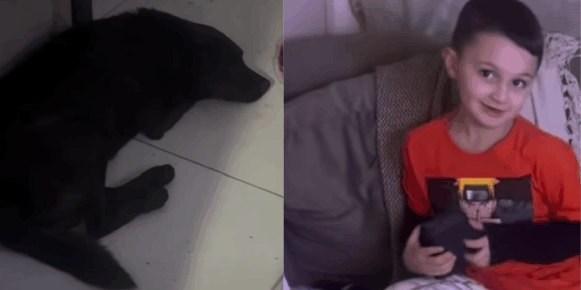 "Tô nem aí, ele vai ficar": Menino adota cachorro na rua, debate com a mãe e argumentos hilários viralizam