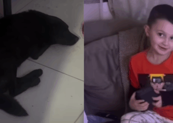 "Tô nem aí, ele vai ficar": Menino adota cachorro na rua, debate com a mãe e argumentos hilários viralizam