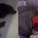 "Tô nem aí, ele vai ficar": Menino adota cachorro na rua, debate com a mãe e argumentos hilários viralizam