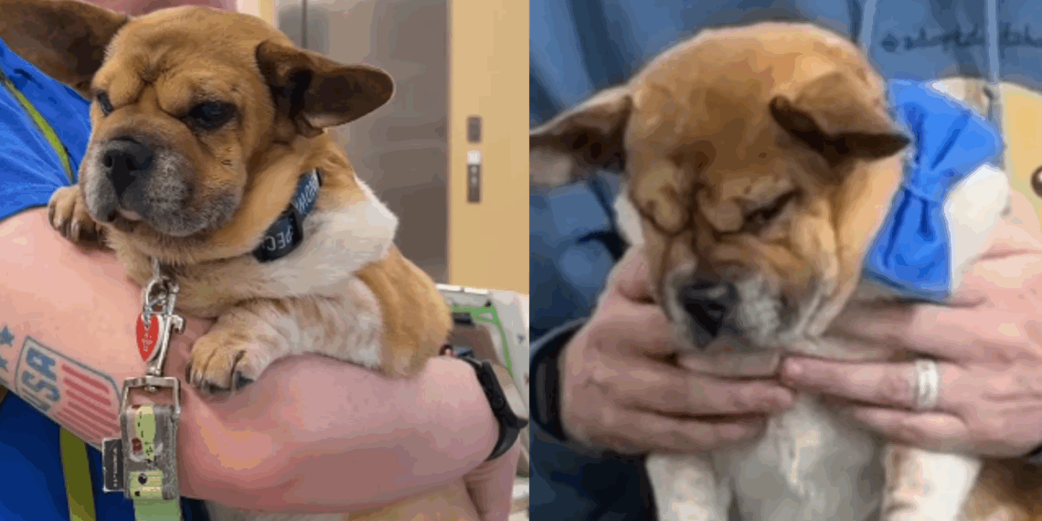 “Ele é um em um milhão”: Cão resgatado se torna terapeuta certificado e leva conforto a pacientes em hospitais