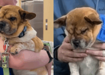 “Ele é um em um milhão”: Cão resgatado se torna terapeuta certificado e leva conforto a pacientes em hospitais