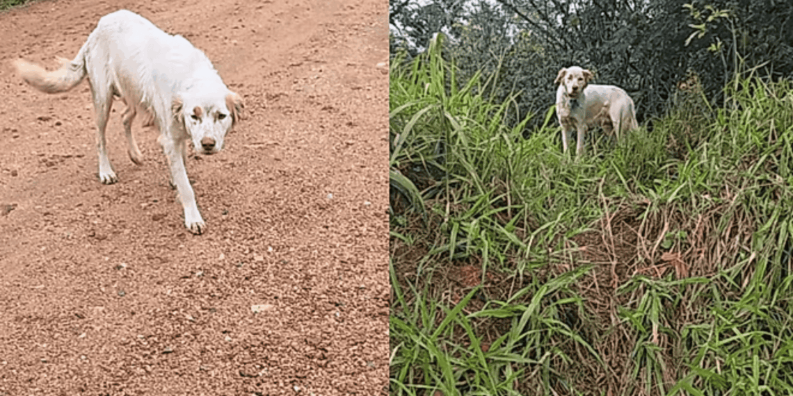 Cachorra para diante de carro em dia chuvoso e guia protetora até encosta onde mantinha 6 filhotes aquecidos sob um pano fino