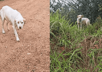 Cachorra para diante de carro em dia chuvoso e guia protetora até encosta onde mantinha 6 filhotes aquecidos sob um pano fino