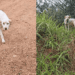 Cachorra para diante de carro em dia chuvoso e guia protetora até encosta onde mantinha 6 filhotes aquecidos sob um pano fino