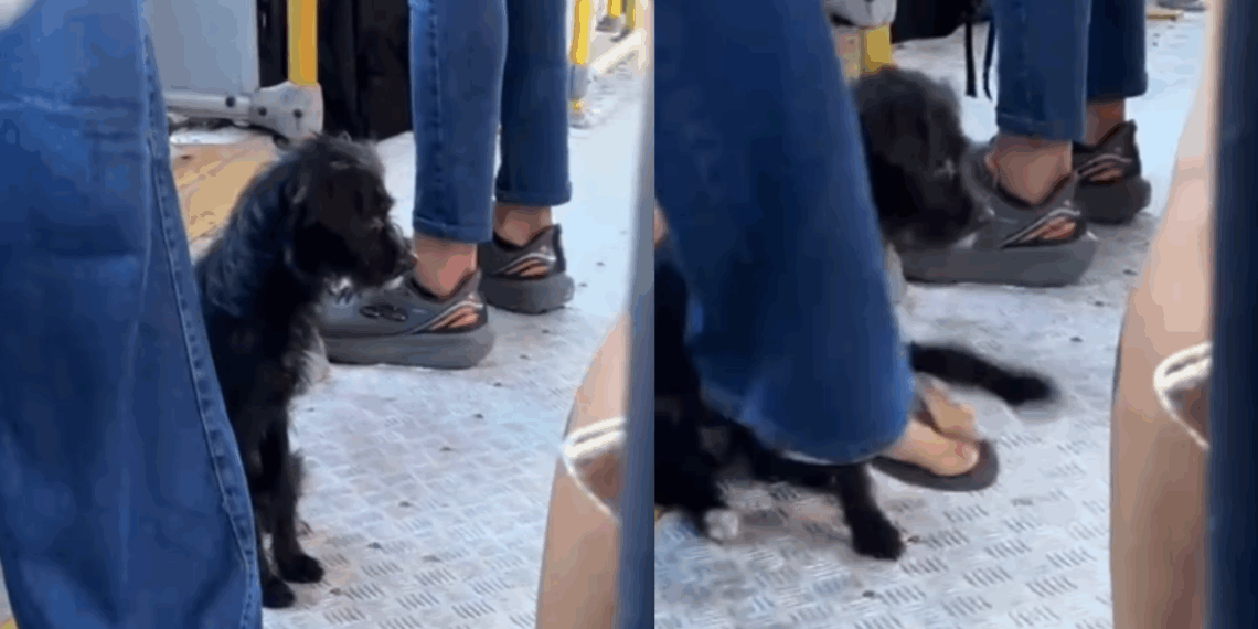 Cachorrinha chutada e expulsa de ônibus em AL é resgatada após mobilização: "O amor venceu"