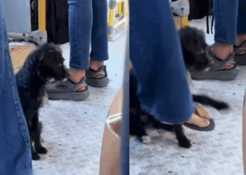 Cachorrinha chutada e expulsa de ônibus em AL é resgatada após mobilização: "O amor venceu"