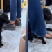 Cachorrinha chutada e expulsa de ônibus em AL é resgatada após mobilização: "O amor venceu"