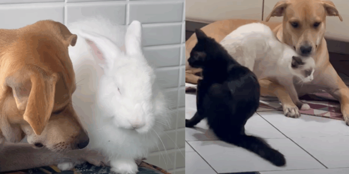 “Ela é maravilhosa demais”: Vira-lata caramelo conquista a web ao acolher todos os animais resgatados que chegam à sua casa