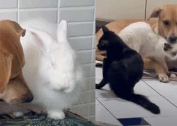 “Ela é maravilhosa demais”: Vira-lata caramelo conquista a web ao acolher todos os animais resgatados que chegam à sua casa