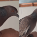 “Cadê a minha Nininha, cadê o meu amor”: Pomba salva de ataque de gato ainda filhote escolhe continuar voltando para casa da família