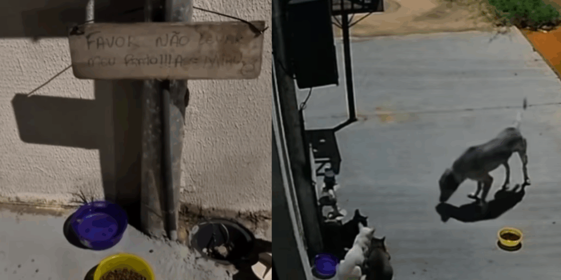 Humorista de MT põe câmera após ração sumir, descobre cão "roubando" comida de gatos e se retrata
