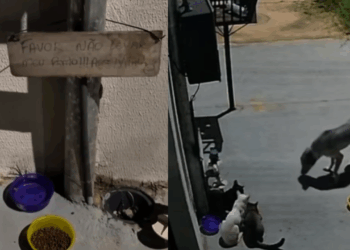 Humorista de MT põe câmera após ração sumir, descobre cão "roubando" comida de gatos e se retrata