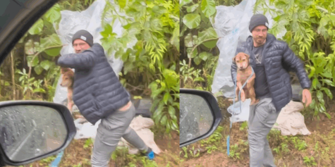 Marcas de correntes e agressão: a dor secreta por trás do cão Pepito