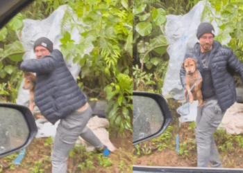 Marcas de correntes e agressão: a dor secreta por trás do cão Pepito