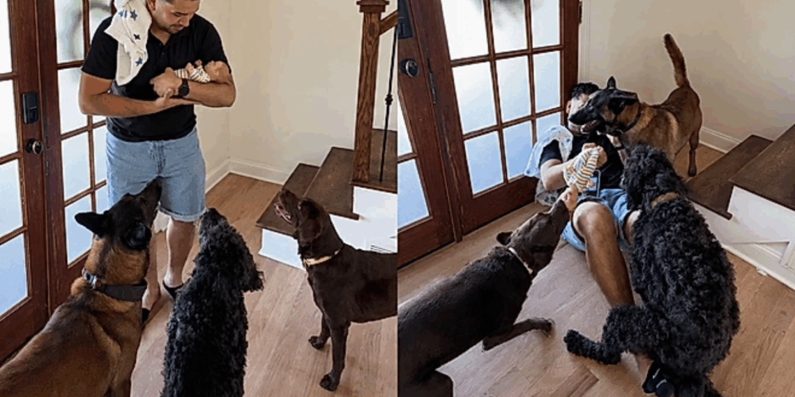 "Falhei como pai de novo": rapaz tenta ensinar cães a serem delicados com bebê, mas o resultado não sai como esperado