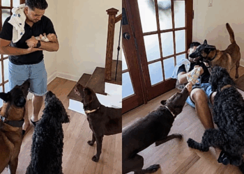 "Falhei como pai de novo": rapaz tenta ensinar cães a serem delicados com bebê, mas o resultado não sai como esperado