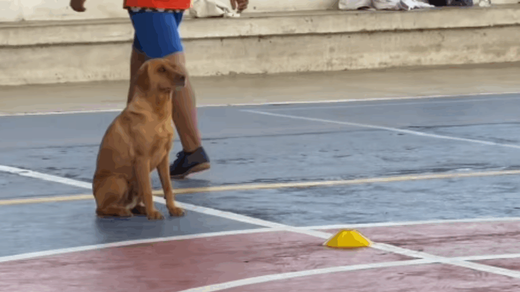 “Esse menino vai se tornar um grande homem”: fotógrafa registra como garoto trata cão que foi assistir ao seu treino