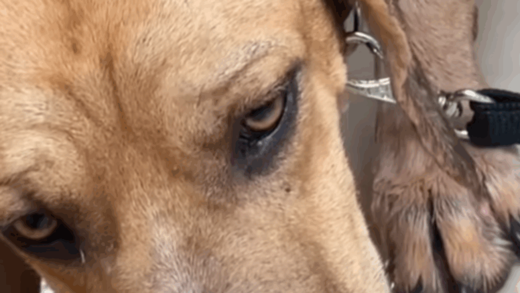 “Só queriam ele para guarda”: Cão chamado ‘Coragem’ é devolvido 4 vezes por ser medroso e comove a weba
