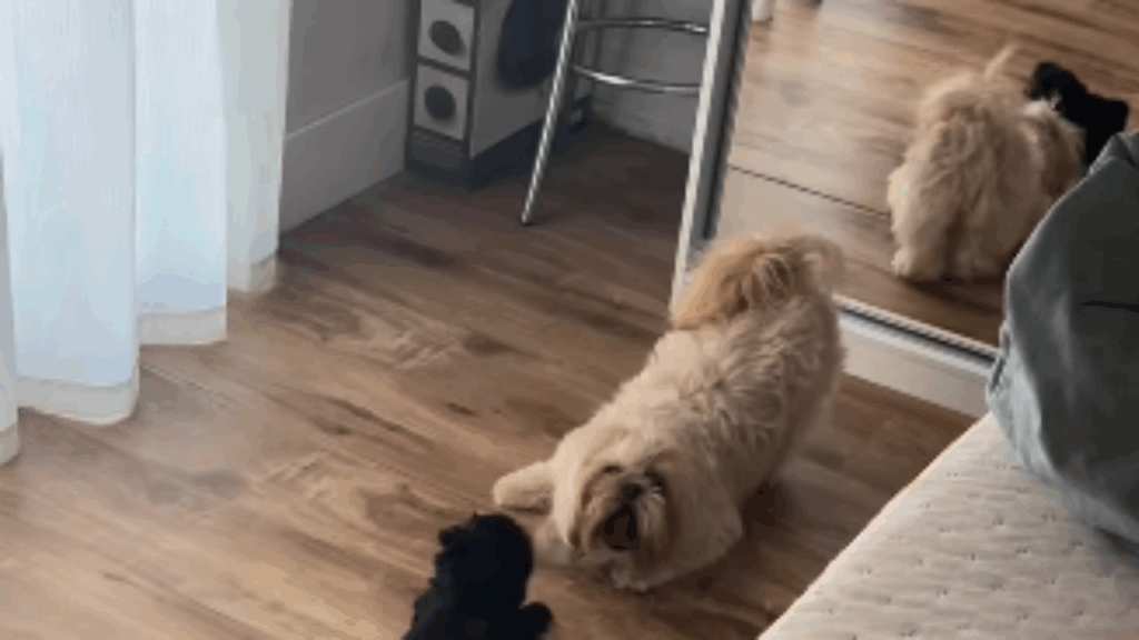 Shih-tzu passava os dias olhando o portão, até família perceber o que estava faltando: "Ela esperava uma companhia"