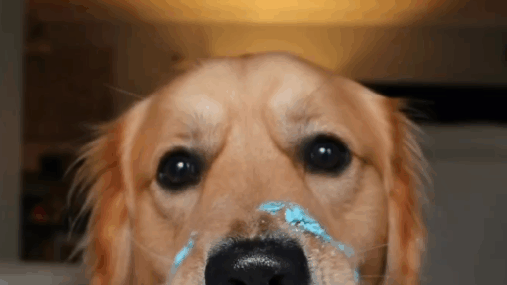 A linda história do Golden Retriever promessa que conquistou a internet ao finalmente dormir com o irmão