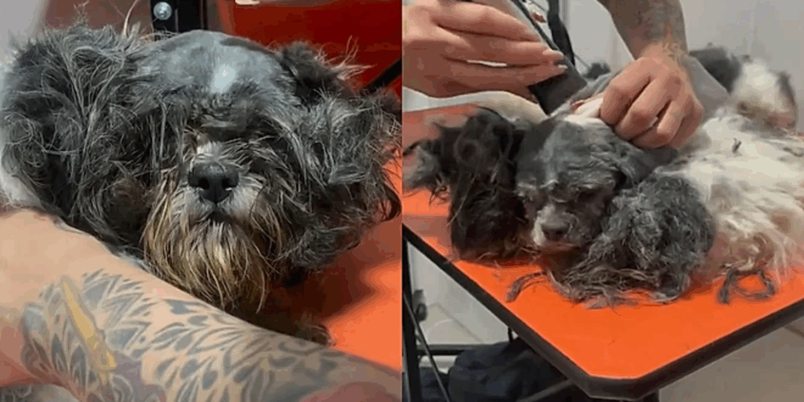 Resgatada grávida das ruas, mãezinha Shih Tzu tem transformação emocionante após tosa e acolhimento